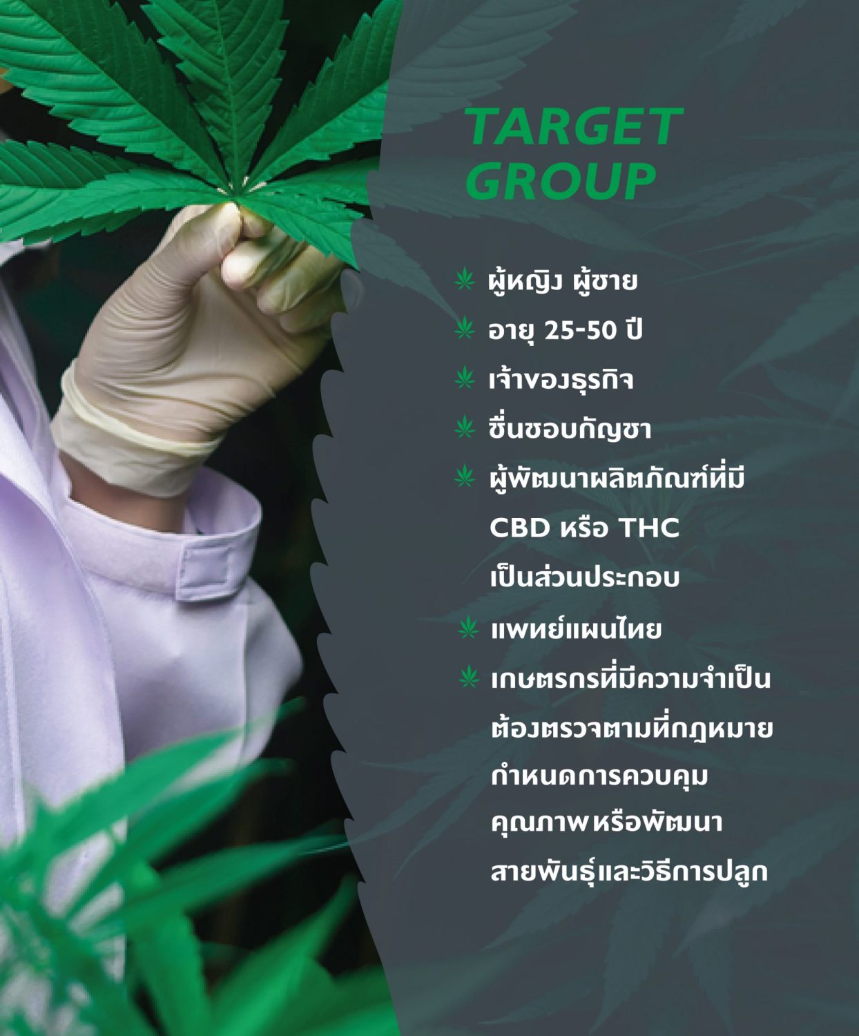 CONCEPT DESIGN CANNALYSIS — ภาพผลงาน 5