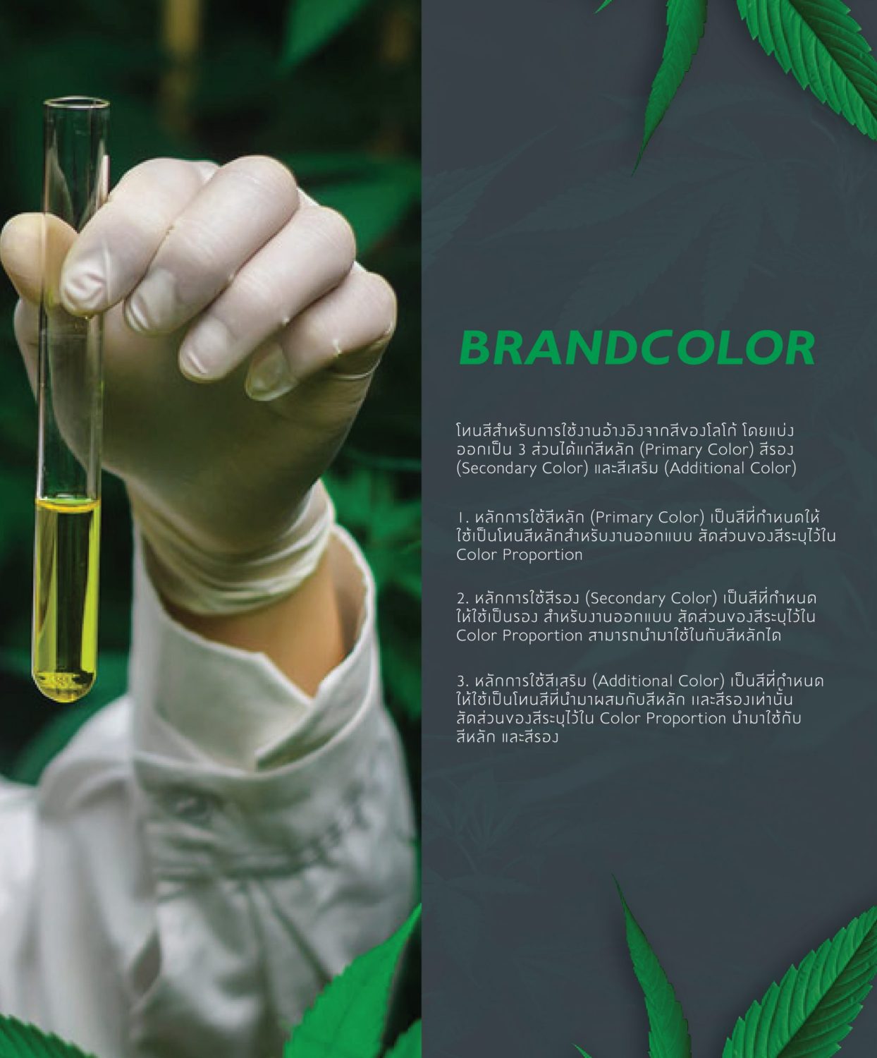 CONCEPT DESIGN CANNALYSIS — ภาพผลงาน 10