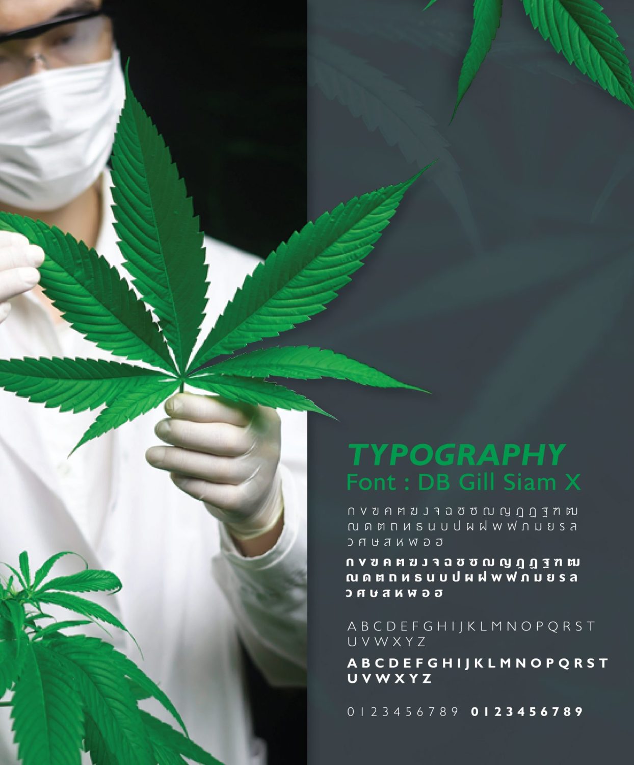 CONCEPT DESIGN CANNALYSIS — ภาพผลงาน 13