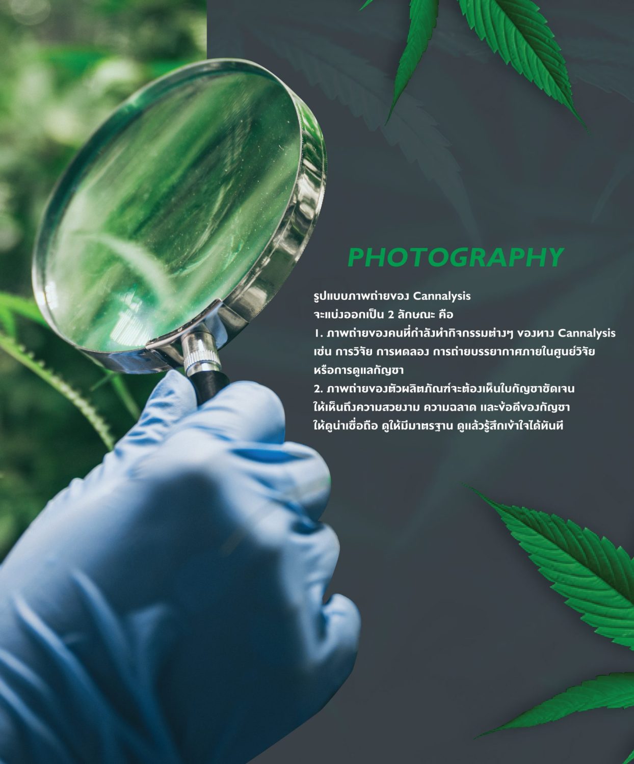 CONCEPT DESIGN CANNALYSIS — ภาพผลงาน 15