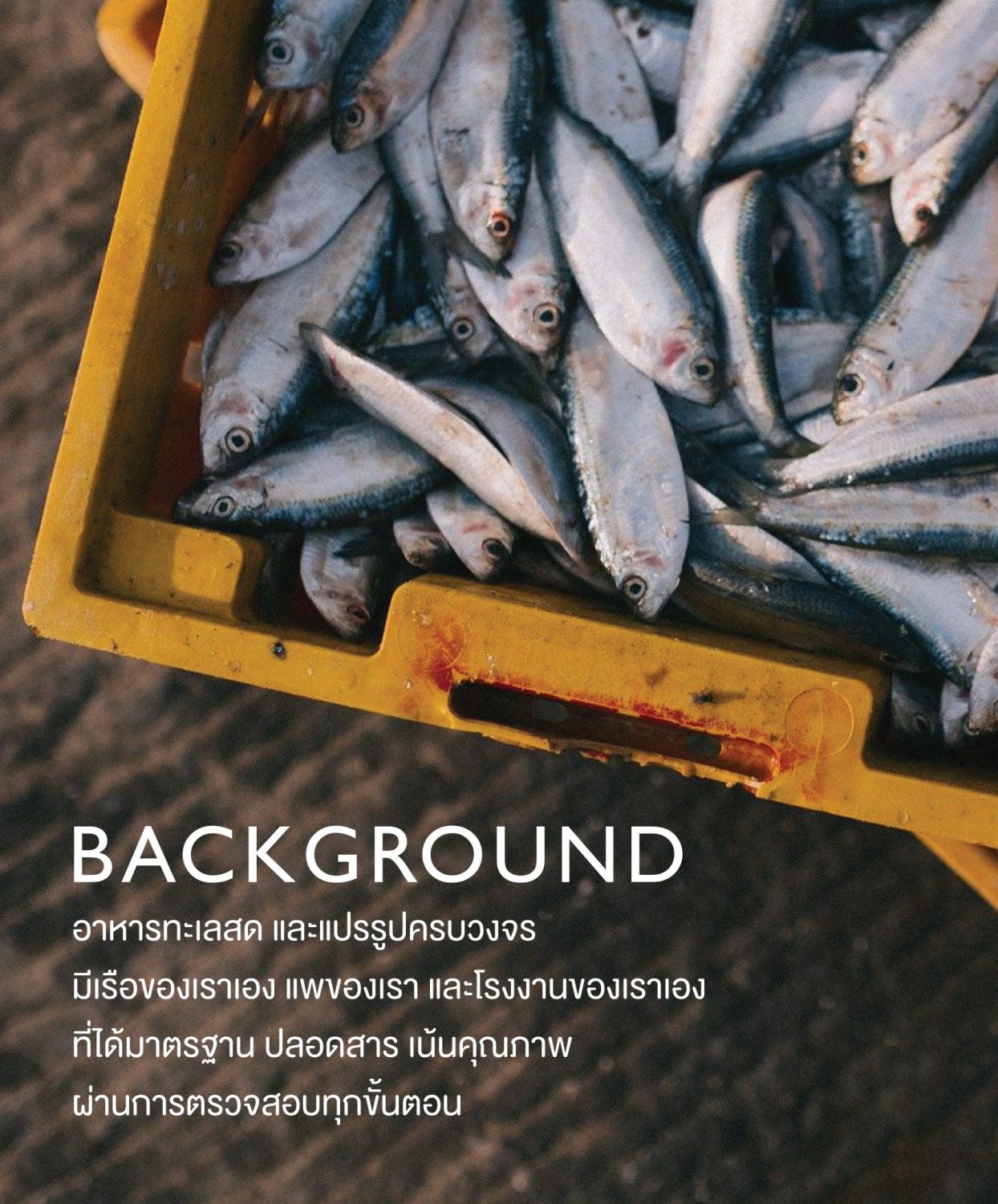 ตัวอย่าง ออกแบบแบรนด์แบบมีกลยุทธ์ CORPORATE IDENTITY & BRANDING CONCEPT DESIGN FROM SEA TO TABLE — project image 3